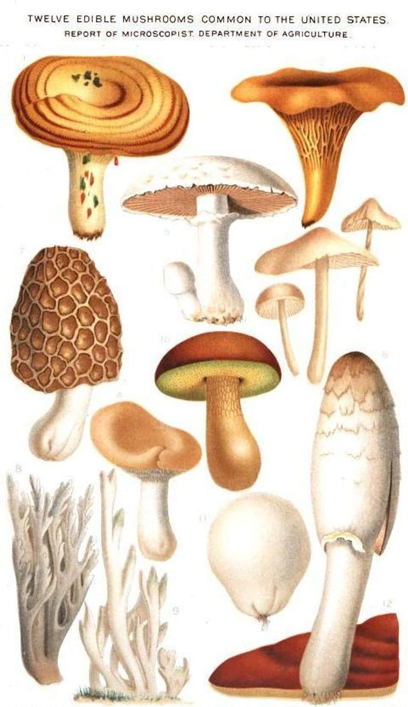 Съедобные грибы в Германии