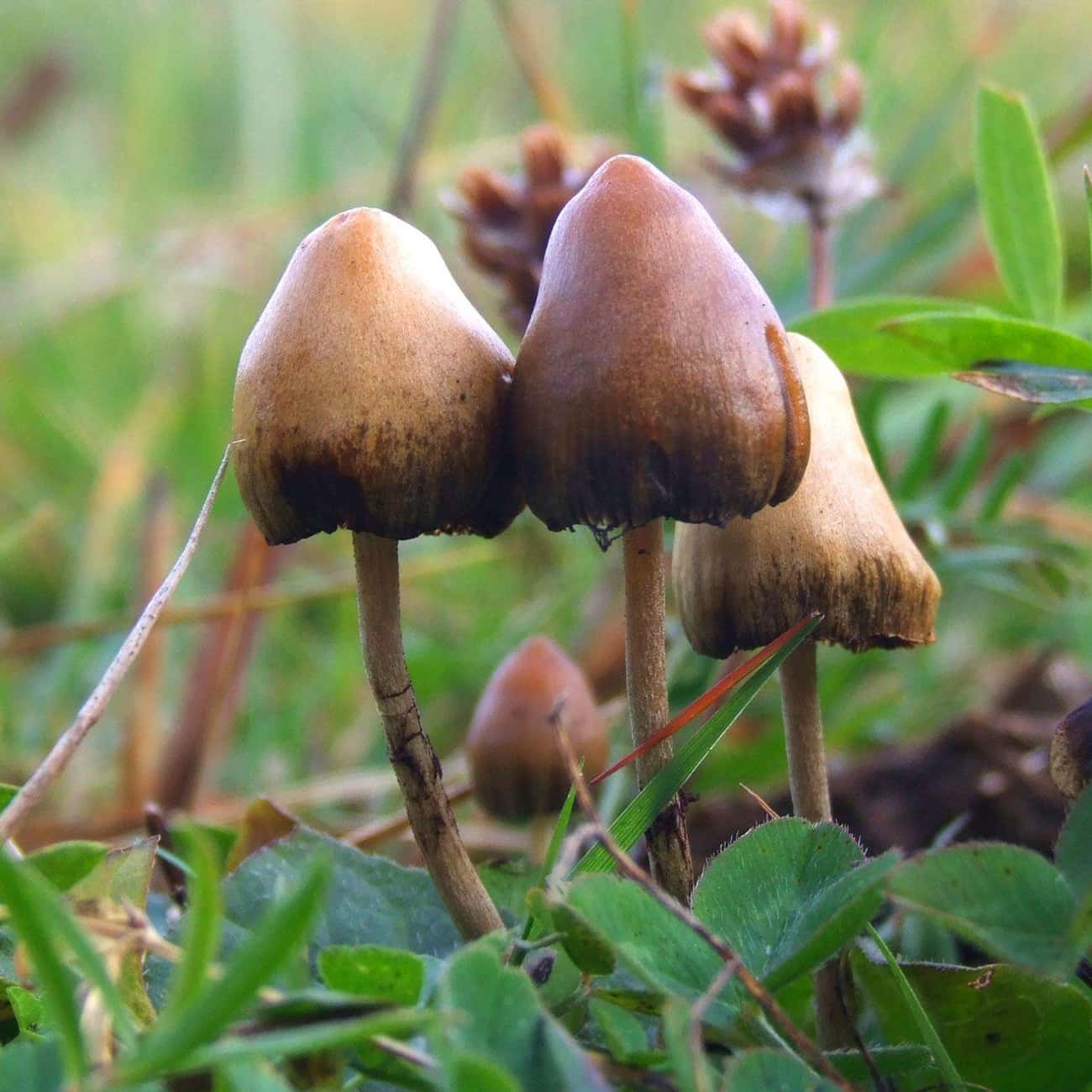 Magic Mushrooms Actually Boost Communication Within The Brain