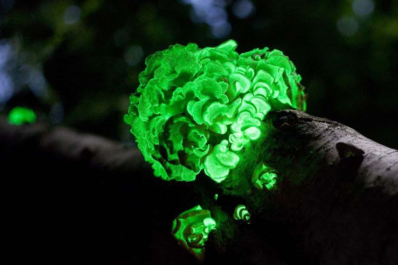 There Are More Than 75 Species That Glow In The Dark