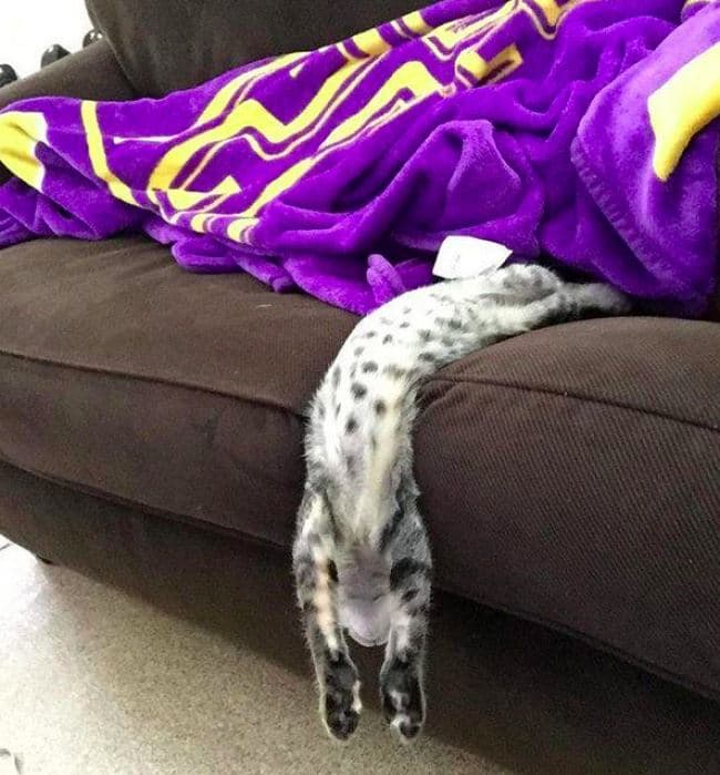 Flexible Cats | Funny Pictures of Cats in Weird Poses