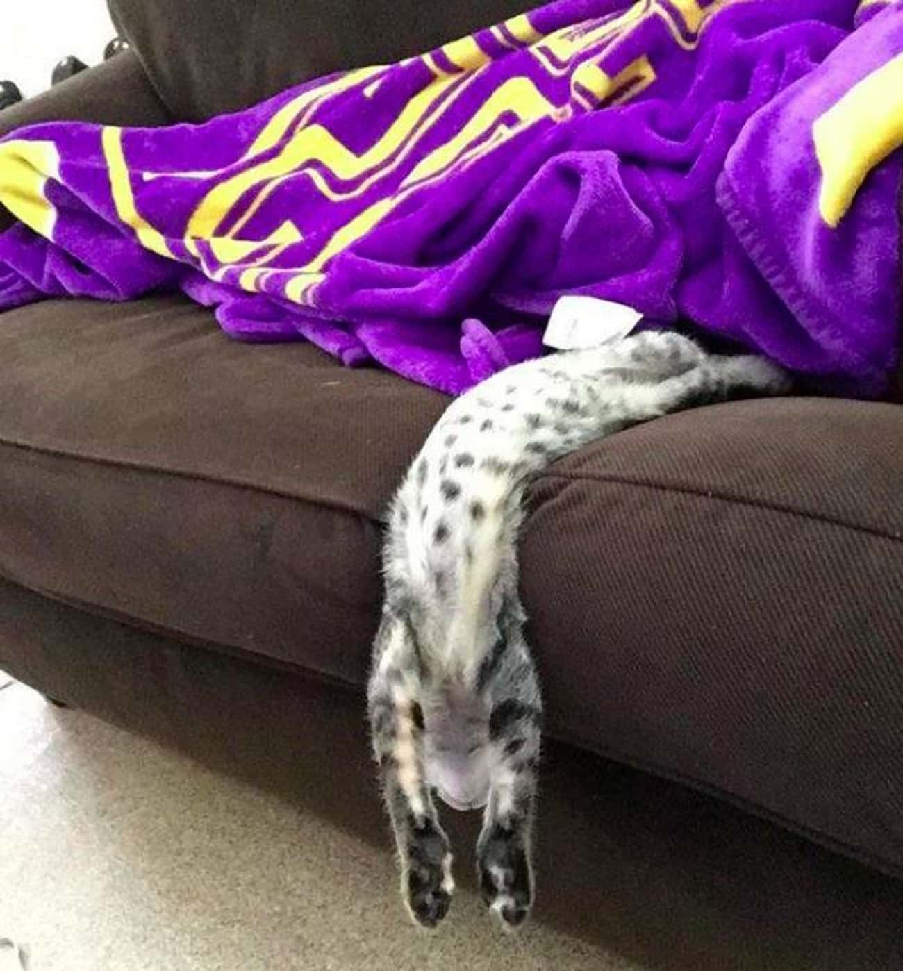 кот падает с дивана