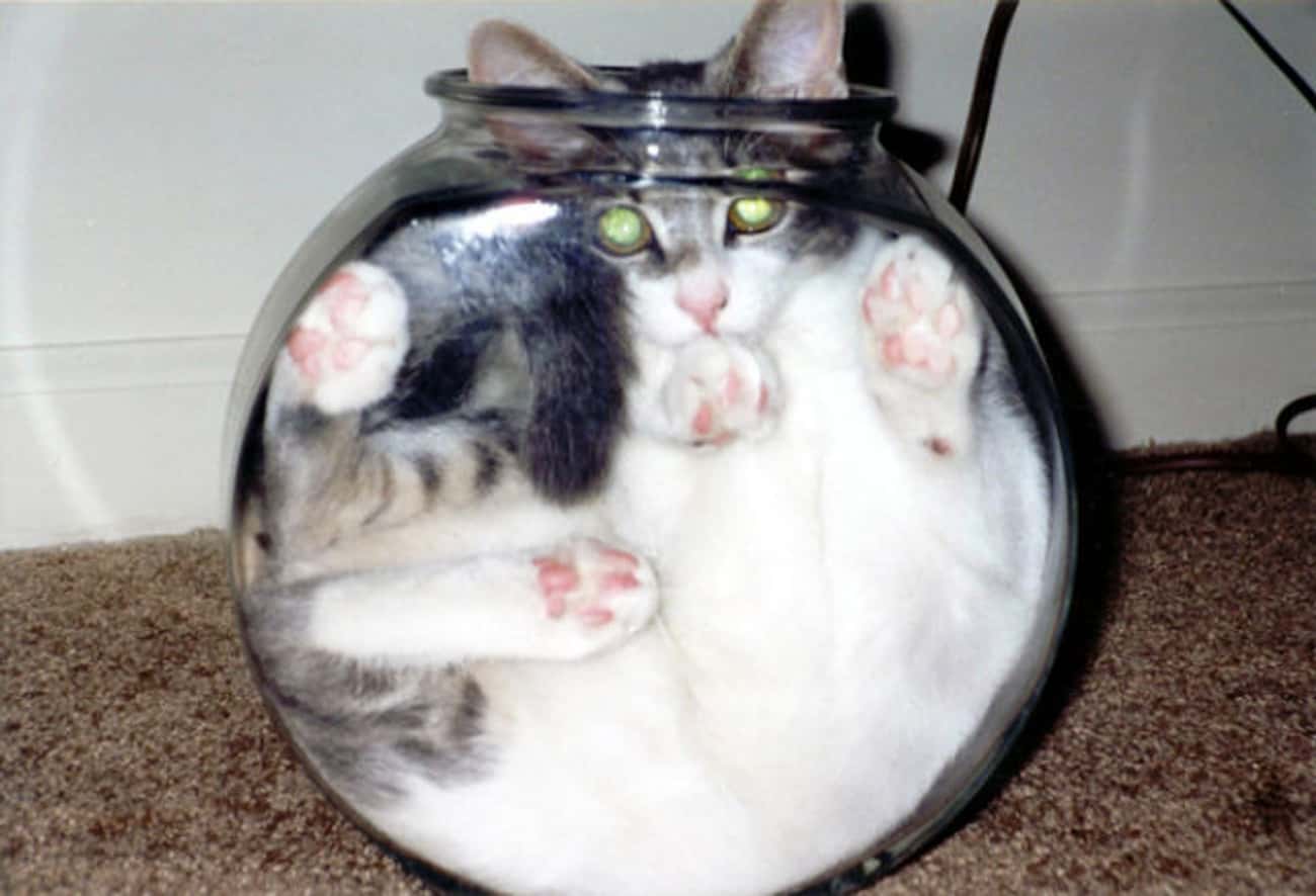 Сферический кот