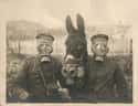 German WWI Soldiers and Their Mule, All Wearing Gas Masks on Random Amazing Historical Snapshots You Were Never Shown In Class