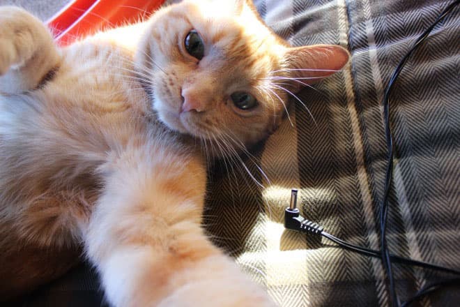Селфи котиков. Кот селфи. Рыжий кот селфи. Селфи рыжих котов. Кот фоткает