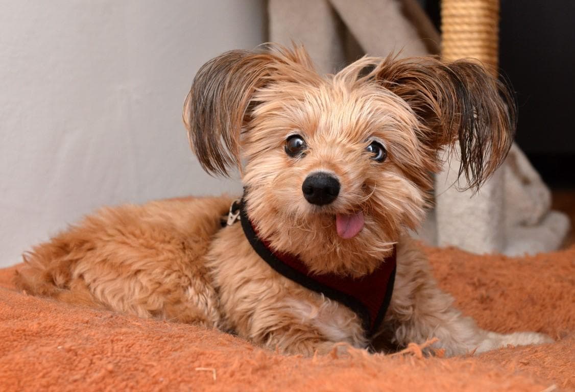 Красивые собаки. Акита ину самурай. А это что собачка. Красивые собаки породистые. Породы собак.