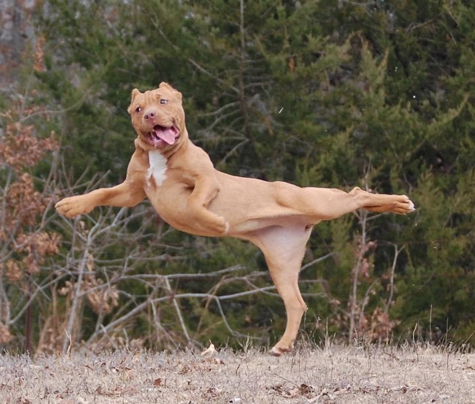 28 Cute Derpy Dogs That'll Make You Smile