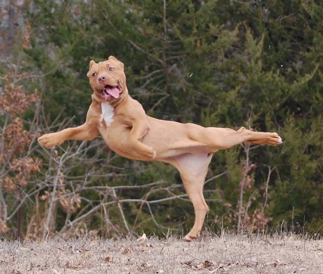 Dogs Are Graceful and Majestic Beasts