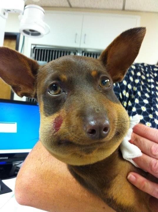 28 Cute Derpy Dogs That'll Make You Smile