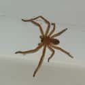 Giant Huntsman Spider on Random Scariest Animals in the World