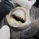 Cookie Cutter Shark on Random Scariest Animals in the World