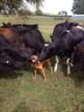 Herding: You're Doing It Wrong on Random Dogs Who Just Don't Get It