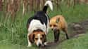 World's Worst Hunting Dog on Random Dogs Who Just Don't Get It