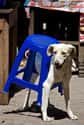 "The Stool Fought Back..." on Random Dogs Who Just Don't Get It