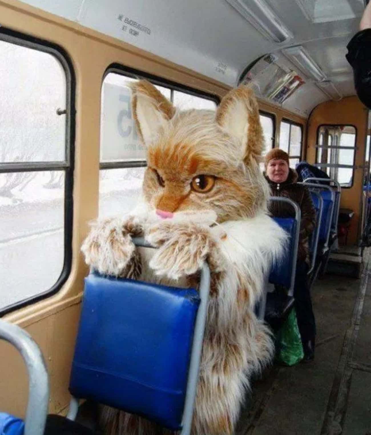 Кот автобус