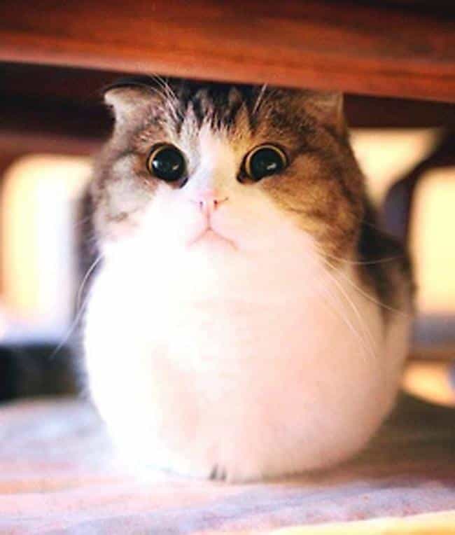 27 Cute  Cats  That Are Perfectly Round