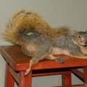 This Suggestive Squirrel Striking A Forever Pose on Random Taxidermy FAILs That Are Both Funny and Horrifying