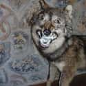 This Creature That Probably Had Rabies on Random Taxidermy FAILs That Are Both Funny and Horrifying