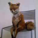 This Fox That Really Needs To Pee on Random Taxidermy FAILs That Are Both Funny and Horrifying