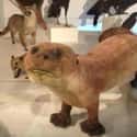 This Thing That Really Wants A Bite Of What You're Eating on Random Taxidermy FAILs That Are Both Funny and Horrifying