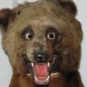 This Disturbing Reimagining Of Yogi Bear on Random Taxidermy FAILs That Are Both Funny and Horrifying