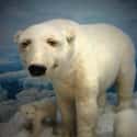 This Polar Bear That Showed Up A Little Out Of It on Random Taxidermy FAILs That Are Both Funny and Horrifying
