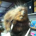 This Retired Star Of Nickelodeon's 'Angry Beavers' on Random Taxidermy FAILs That Are Both Funny and Horrifying