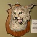 This Guy Totally Knows Something You Don't Know on Random Taxidermy FAILs That Are Both Funny and Horrifying