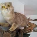 'WTF You Lookin' At?' on Random Taxidermy FAILs That Are Both Funny and Horrifying