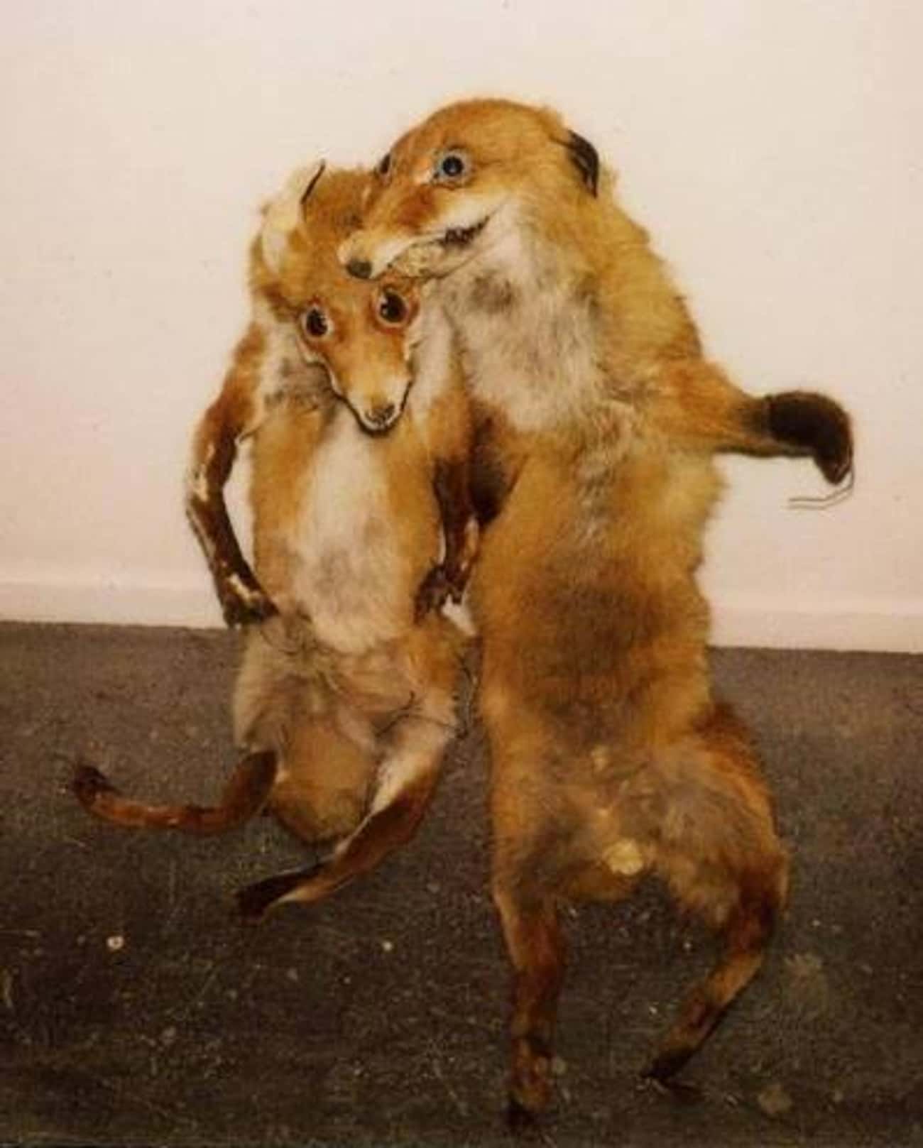 This Support Group For Taxidermy Gone Horribly Wrong