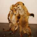 This Support Group For Taxidermy Gone Horribly Wrong on Random Taxidermy FAILs That Are Both Funny and Horrifying