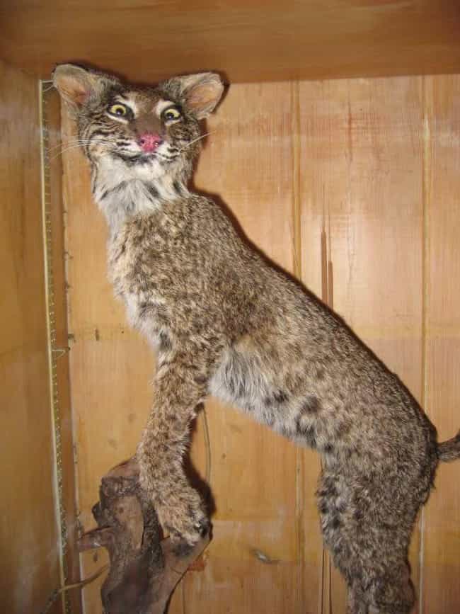 24 Taxidermy FAILs That Are Both Funny and Horrifying