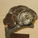 This Owl With No More Wise Words on Random Taxidermy FAILs That Are Both Funny and Horrifying