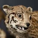 This Shocked Jaguar on Random Taxidermy FAILs That Are Both Funny and Horrifying