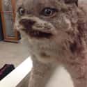 This Guy Who Looks Like He's Seen Some Things on Random Taxidermy FAILs That Are Both Funny and Horrifying