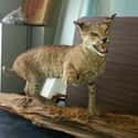 This Thing That Could Still Totally Mess You Up on Random Taxidermy FAILs That Are Both Funny and Horrifying