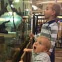Baby's First Gigantic Restaurant Aquarium on Random Adorable Photos of Kid Firsts