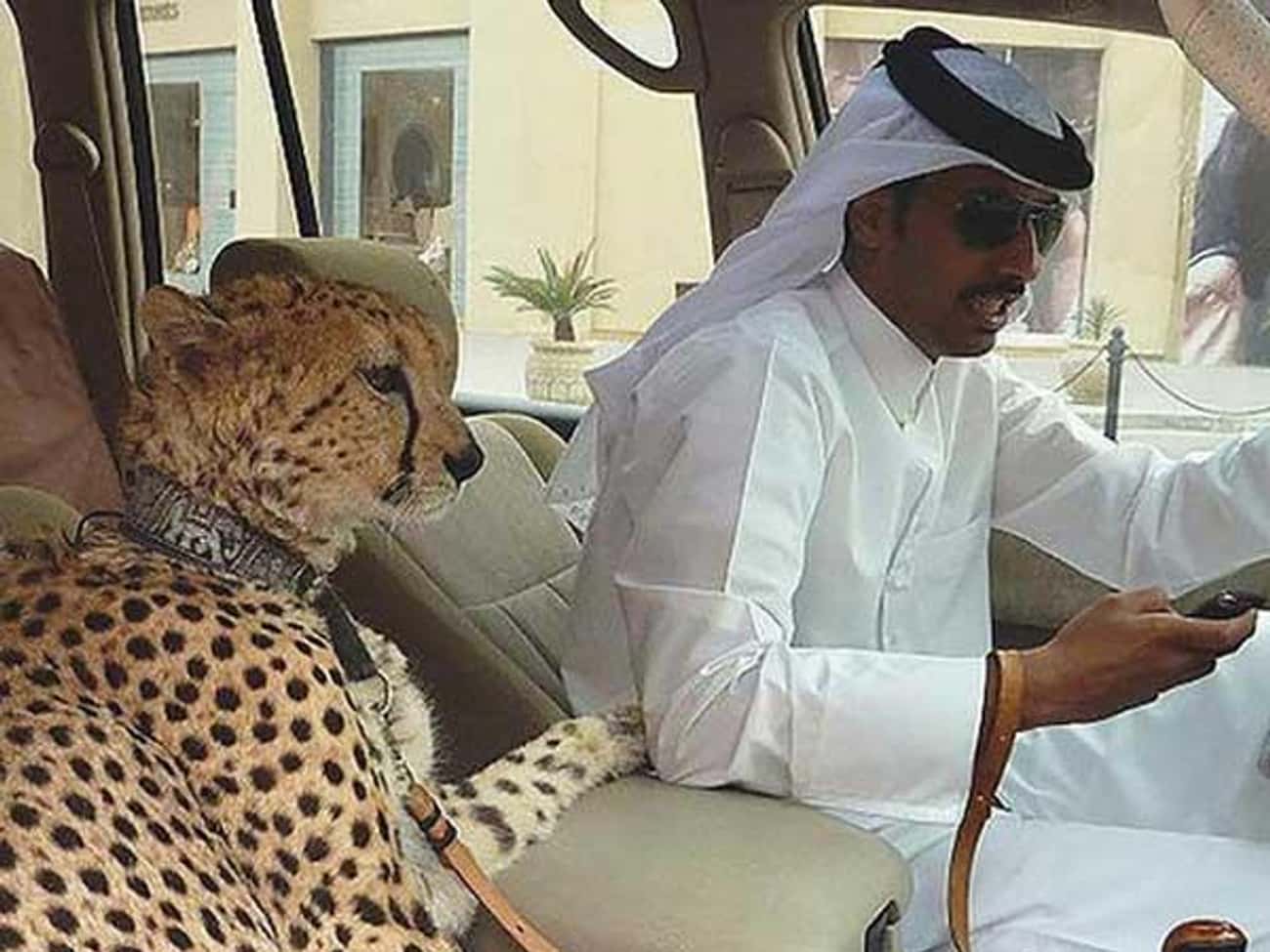 Кошки у шейха Дубая