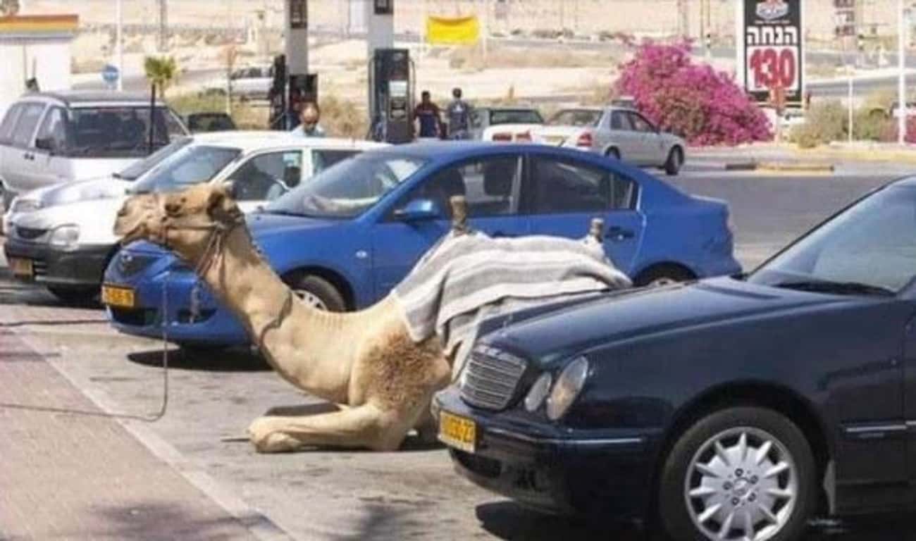 Parking... Like a Camel!