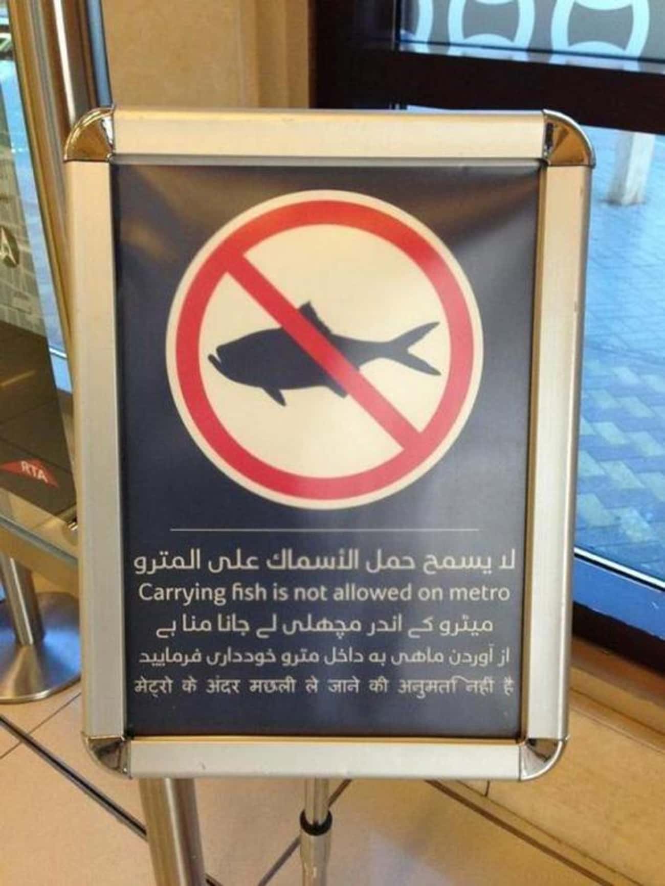 No Sharking Allowed
