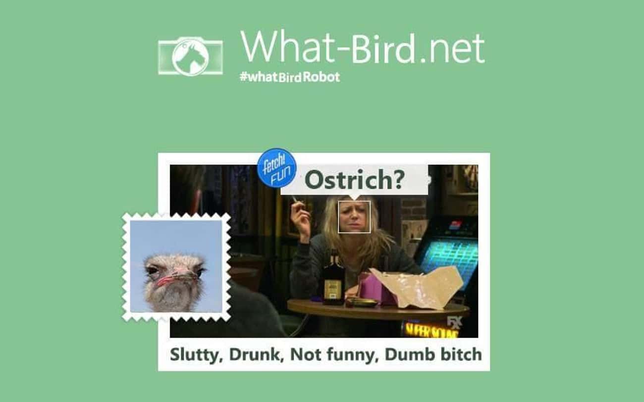 This Website That Shows You What Bird You Are