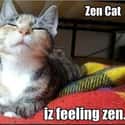 All Zen, All the Time on Random Zen Cats Who Could Be Spiritual Gurus