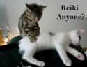 Reiki Kitten Removes Hairball Blockage from Your Chakra on Random Zen Cats Who Could Be Spiritual Gurus