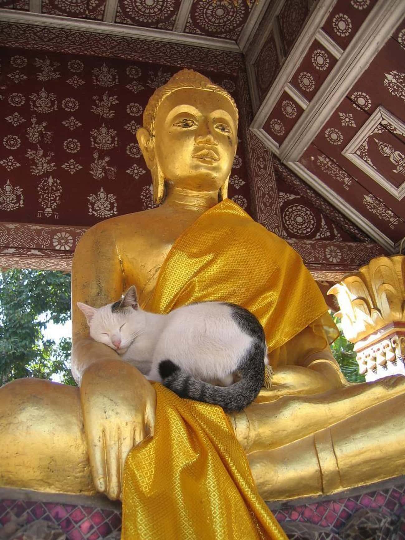 Кошки в буддийском храме