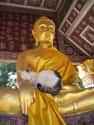 Monk Cat Is Buddha's Own Personal Lap Warmer on Random Zen Cats Who Could Be Spiritual Gurus