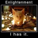 Seeker Cat Found Enlightenment Much Faster Than He'd Imagined on Random Zen Cats Who Could Be Spiritual Gurus