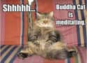 Buddha Cat Claims His Chants Sound Suspiciously Like Snores on Random Zen Cats Who Could Be Spiritual Gurus