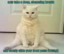 Yoga Cat Says Feel Free to Use Modified Pose If Needed on Random Zen Cats Who Could Be Spiritual Gurus