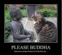 Buddhist Cat Lays His Worldly Anxiety at the Feet of the Master on Random Zen Cats Who Could Be Spiritual Gurus