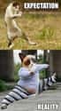 Tai Chi Student Cat Was Quickly Disillusioned on Random Zen Cats Who Could Be Spiritual Gurus