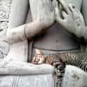 Why Cats Claim Buddha's Perpetual Lotus Pose Was No Accident on Random Zen Cats Who Could Be Spiritual Gurus